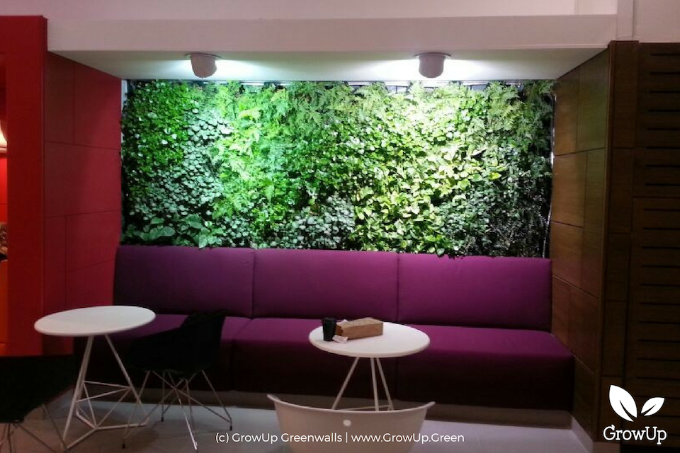 Indoor Green wall - purple sofas