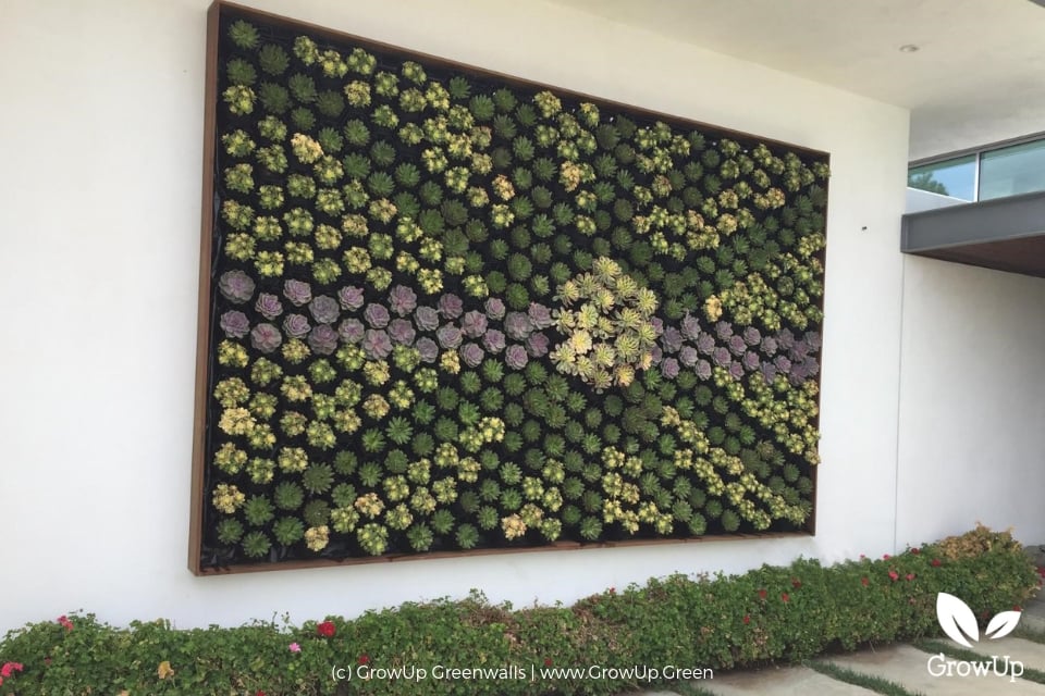 Succulent Wall 960 x 460